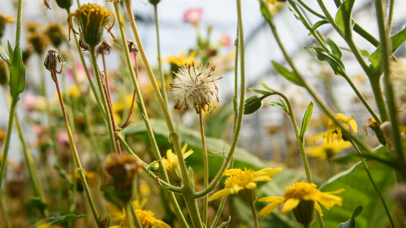 Arnica plants in the field for growing arnica